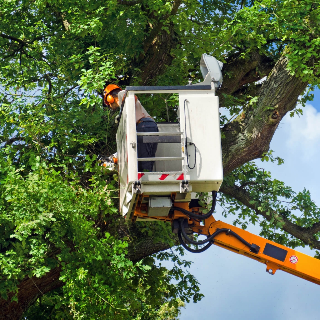 Tree Trimming Denver CO