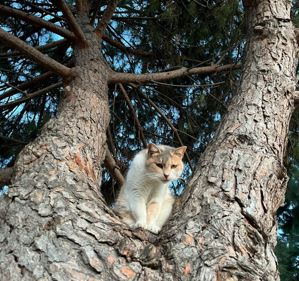 A cat perched on a pine tree looking down curiously, perfect for pet-themed designs.