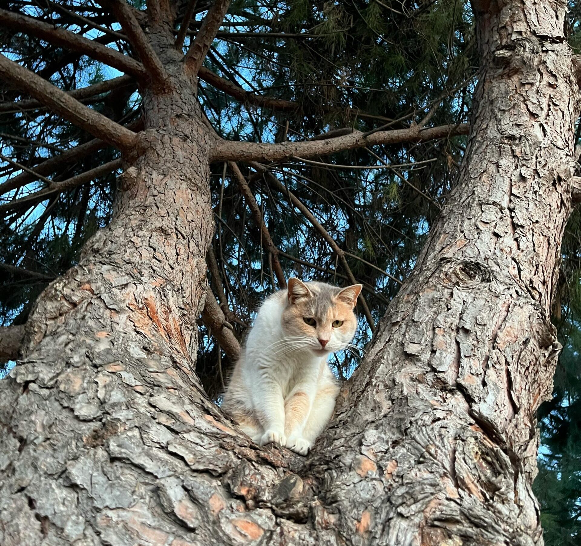 A cat perched on a pine tree looking down curiously, perfect for pet-themed designs.