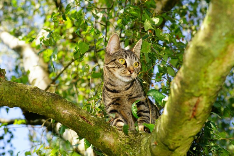 A curious tabby cat climbing a tree in a lush, green outdoor setting, showcasing its natural hunting instincts.