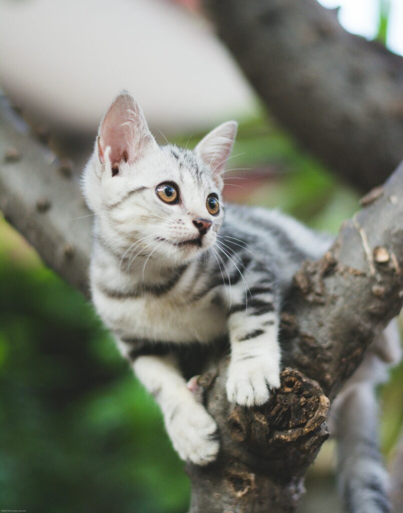 Adorable grey and white kitten perched on a tree branch, looking curiously outdoors.